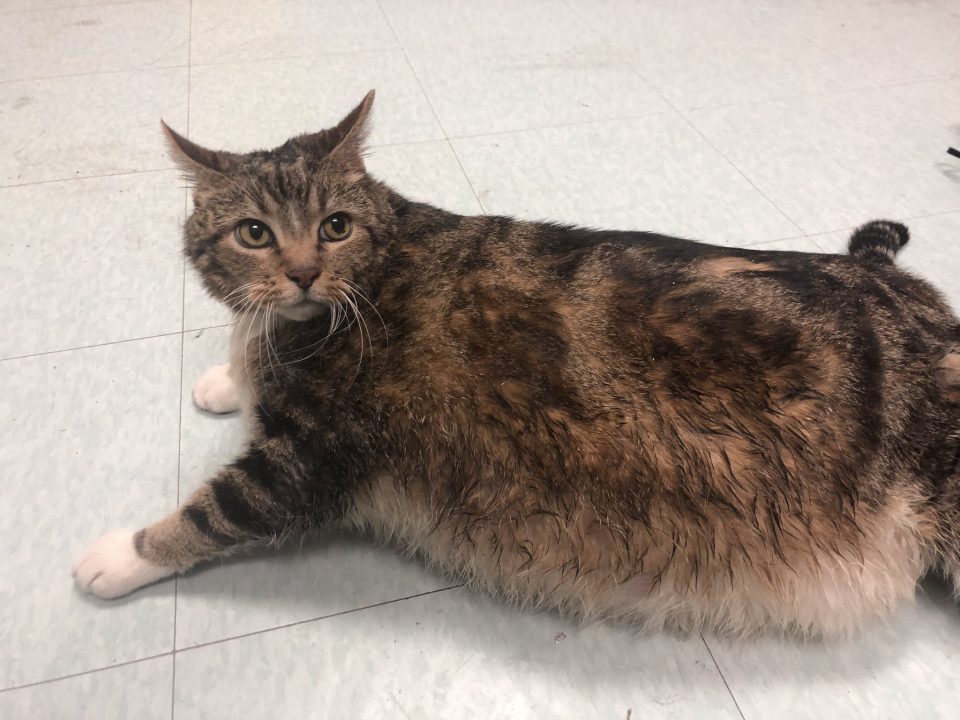 Conocé a “Lasagna”, el gato de 13 kilos que encontró un hogar gracias a una publicación en las redes