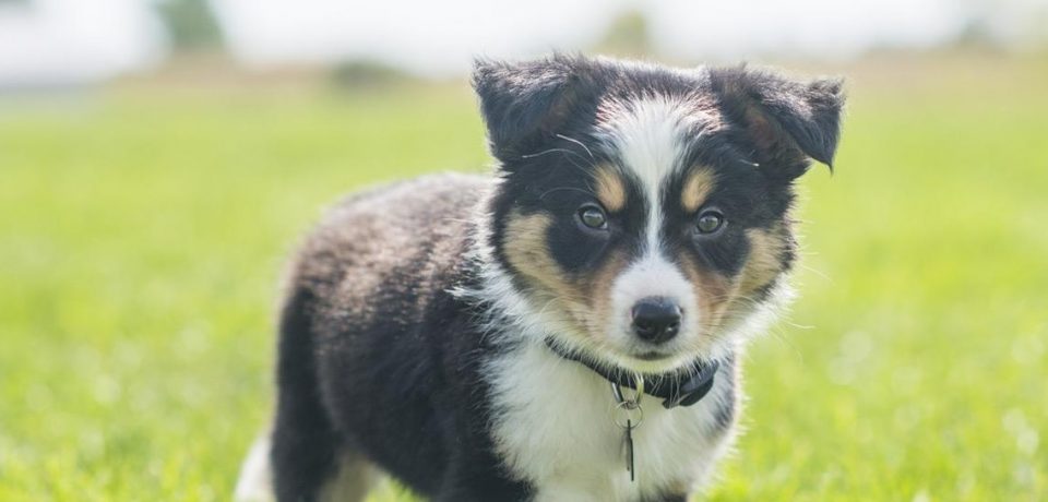 5 consejos para elegir el mejor nombre para tu perro