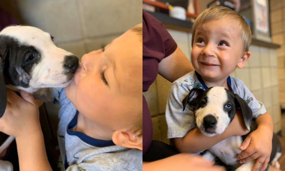 Su hijo tiene labio leporino y adoptaron a un perro con su misma marca