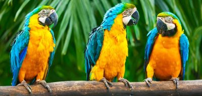 Un zoológico tuvo que aislar a cinco loros porque insultaban a los turistas
