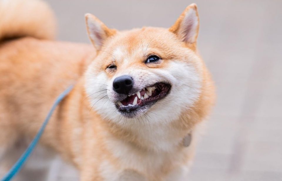 Uni, el perro que no puede parar de sonreír (literal) por nada del mundo