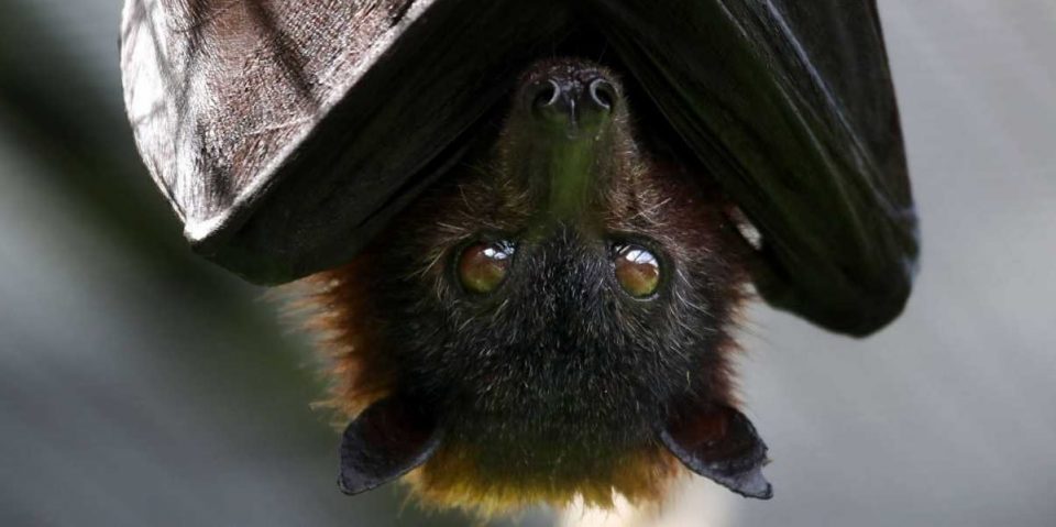 Científicos aseguran que la deforestación y el turismo lograrían que más virus salten de animales a humanos