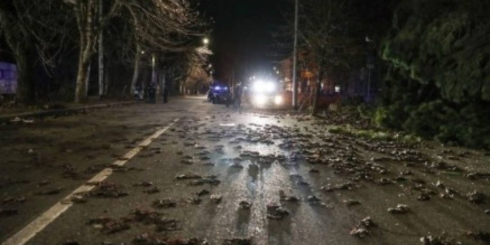Alarma mundial por la muerte de miles de aves migratorias que caen muertas