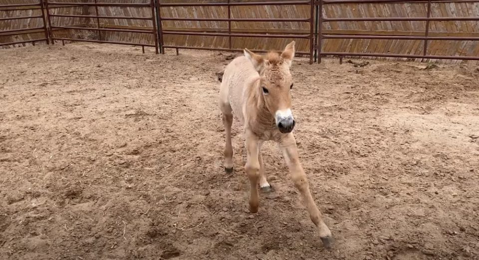 Clonan una especie de caballo en peligro de extinción con una muestra de hace 22 años