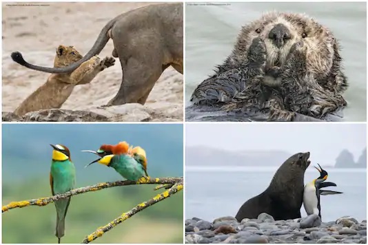 Las fotos finalistas (y más cautivantes) del concurso mundial de animales salvajes