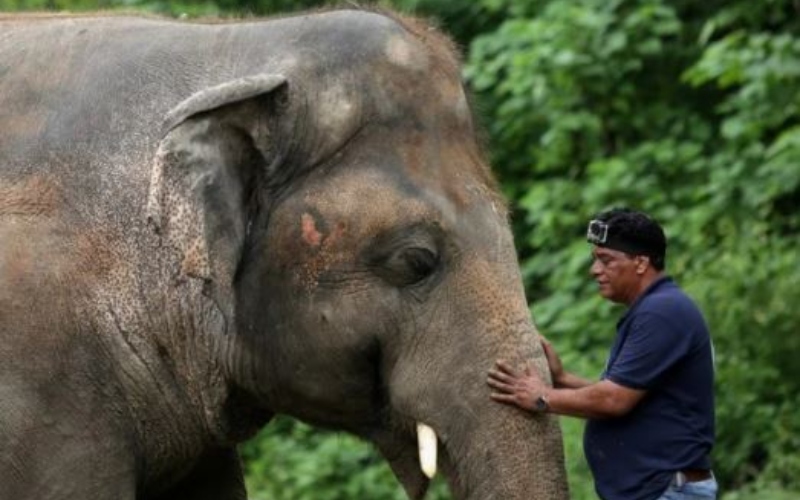 La triste historia de Kaavan, el elefante que vivió 35 años encerrado en un zoológico