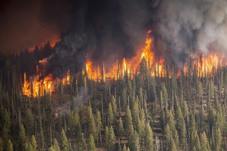 ¡Viva el fuego! O cómo las plantas resisten a los incendios y necesitan de éstos biodiversidad