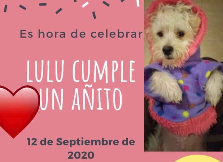 Una funcionaria organizó una fiesta para su perra y el intendente lo avaló