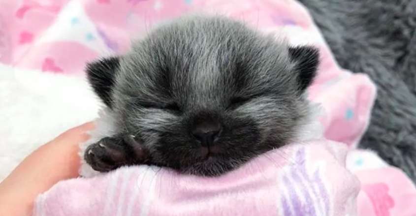 Una gatita nació con “abrigo de fiebre” y fue abandonada en la vereda
