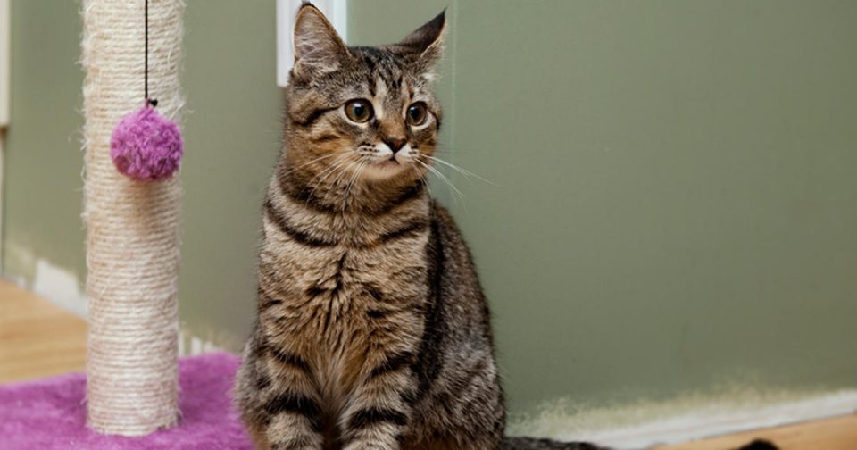 Una mujer descubrió que estaba embarazada gracias a su gato