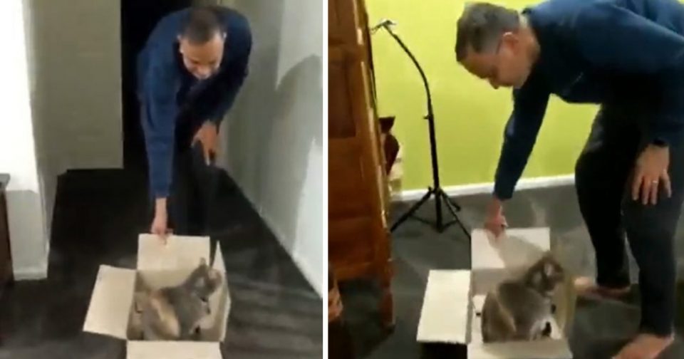 Una gata “mandona” le exige a su dueño que la pasee en una caja antes de dormir