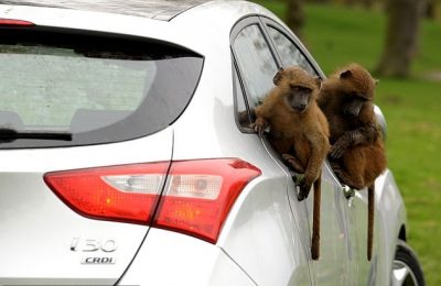 Un grupo de monos, armados con cuchillos y destornilladores, destrozaron un auto