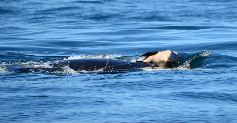 La orca que cargó a su cría muerta durante 17 días volvió a ser mamá