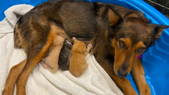 Una perra perdió a sus cachorros durante el embarazo y adoptó a tres gatitos huérfanos