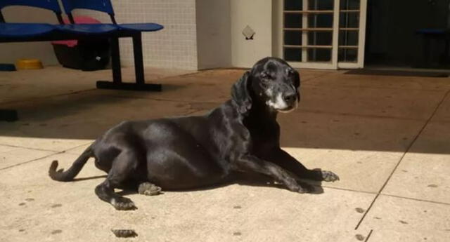 Negao, el perro que (desde hace 10 años) espera en el hospital donde murió su dueño