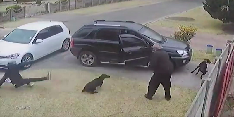 Un perro defendió a su dueño de unos ladrones y recibió un disparo
