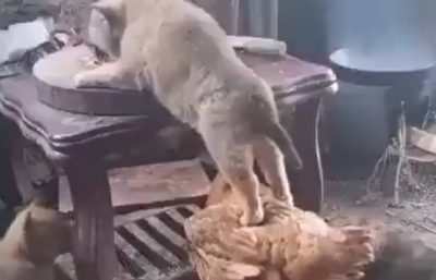 Video | Un perro se subió a un gallo para cometer un “robo”
