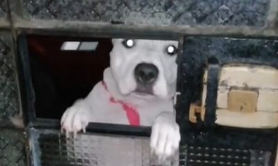 Video | Un perro aprendió a abrir la puerta de su casa para invitar a sus amigos caninos a jugar