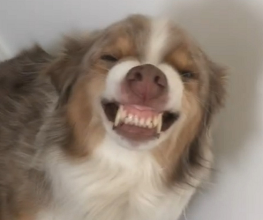 Una perra usa su particular sonrisa para que no la reten:  “¿Qué es esto? ¿Has sido tú?”
