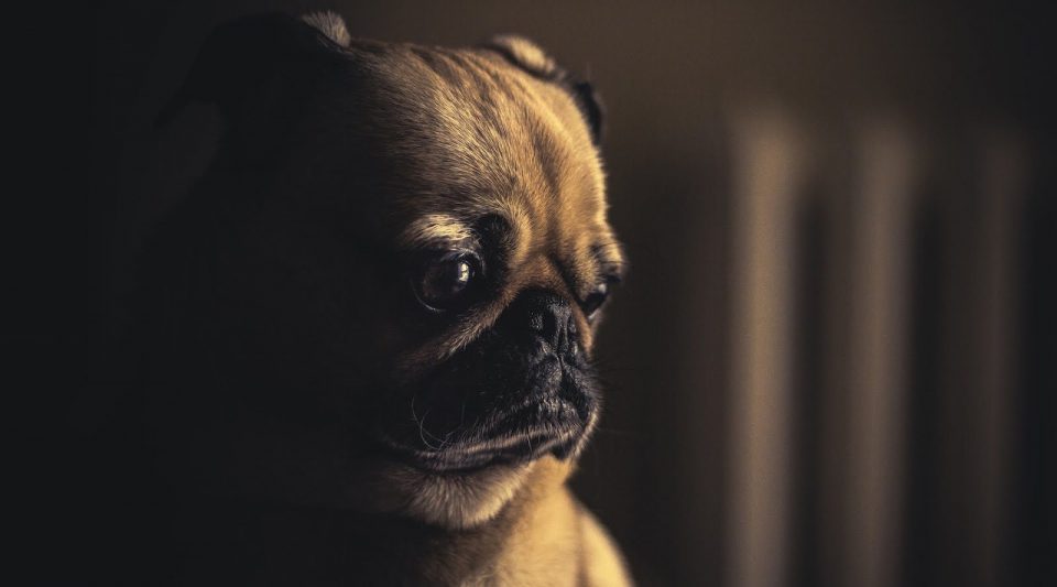 Cómo saber si tu perro o gato sufre de depresión y cómo curarlo