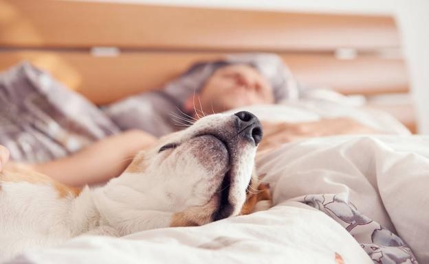 El divertido momento en el que un perro se niega a dormir a menos que le tiendan la cama