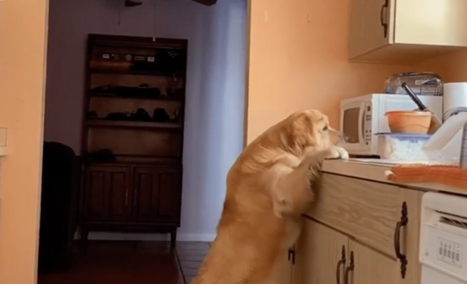 Un perro creyó que estaba solo, robó comida de la cocina y el video se viralizó en las redes
