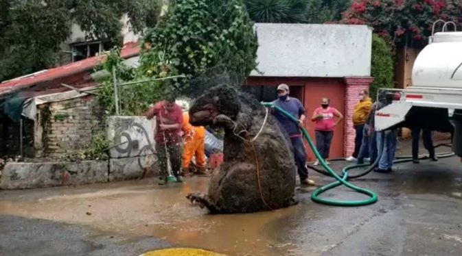 Murió ahogada porque una rata gigante de peluche tapó el desagüe en plena inundación