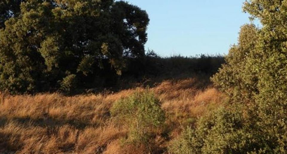 Reto viral: encontrar al conejo camuflado entre el paisaje (dificilísimo)