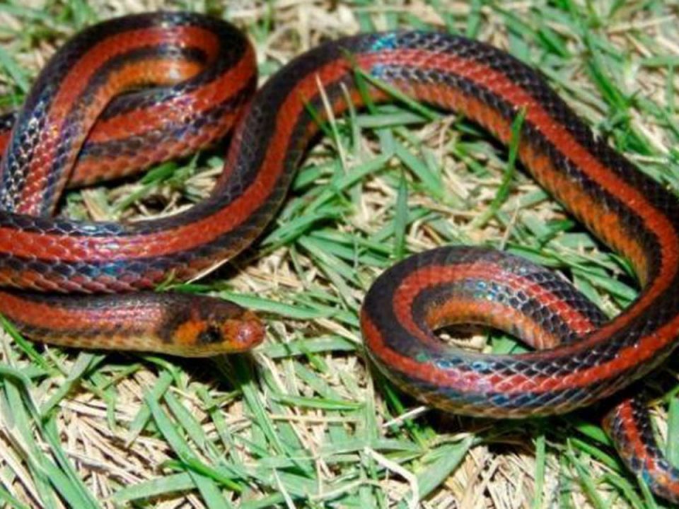 Fue al baño y una serpiente le mordió sus partes íntimas