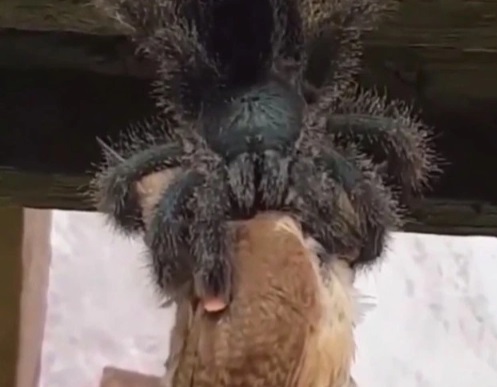 El impresionante momento que en una tarántula se come a un pájaro