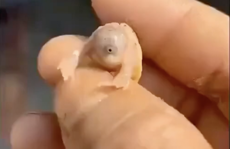 Apareció una extraña tortuga de apariencia “alienígena”