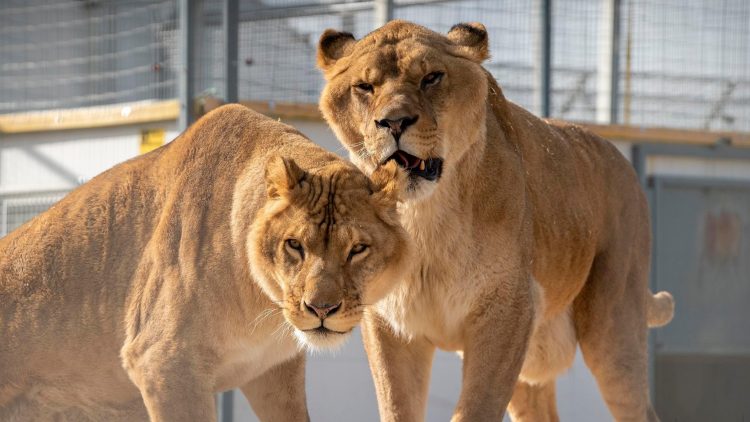 ‘La Tanière’, el refugio que rescata a los animales de circos y laboratorios