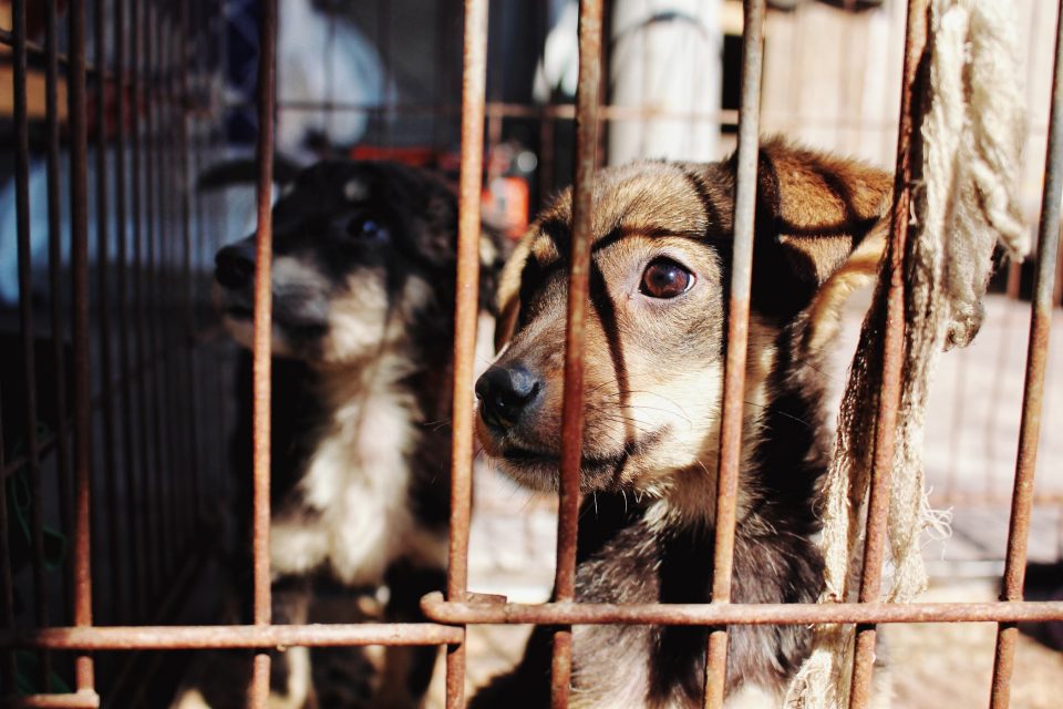 Maltrato animal: hallaron perros muertos en un freezer y más de 100 hambrientos