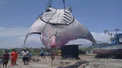 Pescó una mantarraya “titánica” y contrató una grúa para llevársela