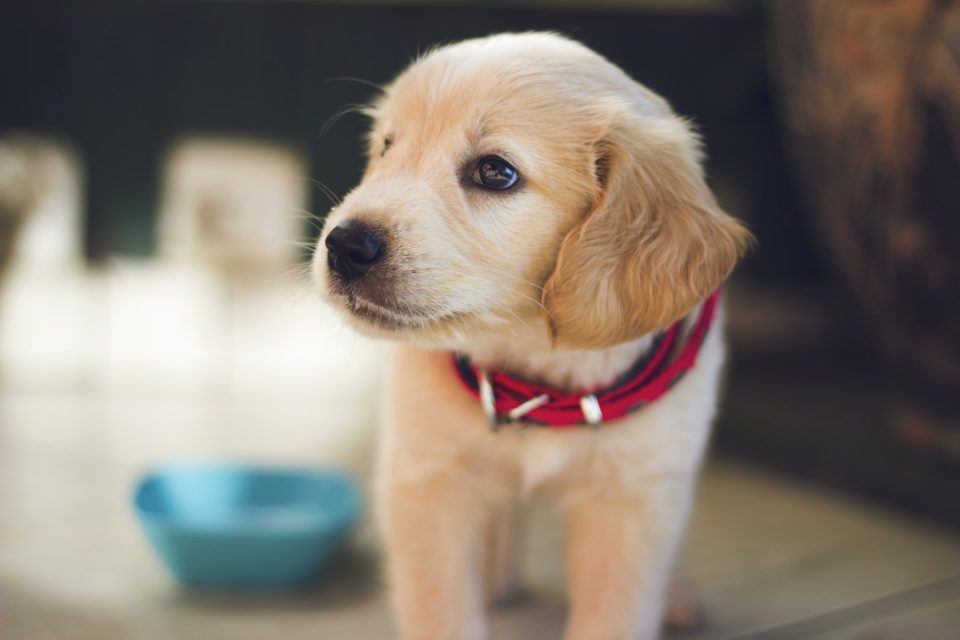 Presentaron un proyecto de ley para que se enseñe derechos animales en las escuelas
