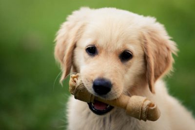 Qué puede pasar si a tu cachorro le das alimento para perros adultos