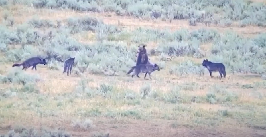 Una osa se defendió ante una manada de lobos en una feroz secuencia