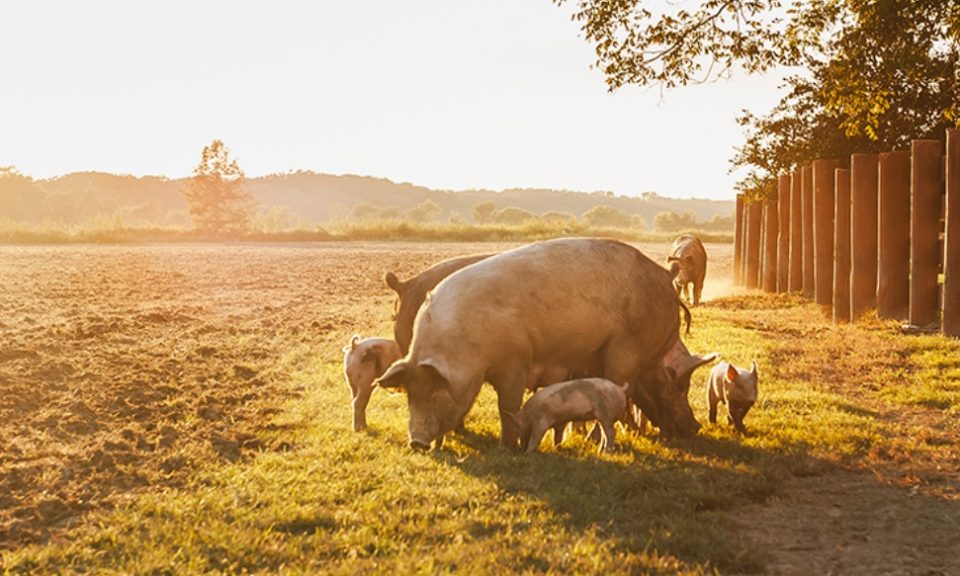 Un estudio determinó que el coronavirus porcino podría propagarse también a los humanos