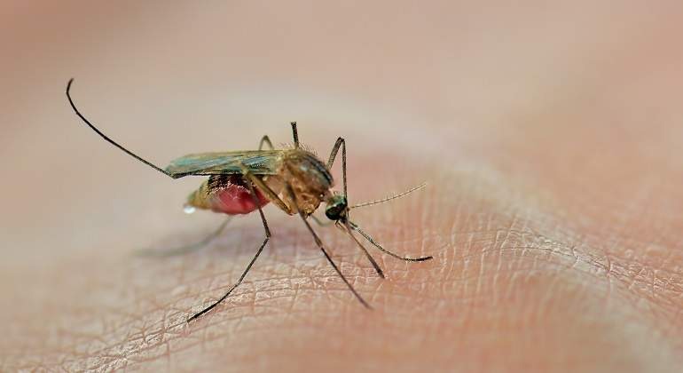Se le infectó una picadura de mosquito y ahora tiene una pierna cinco veces más grande