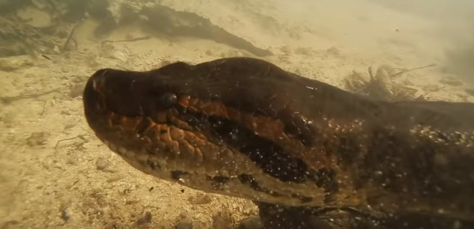 Filmó a una anaconda gigante mientras buceaba en el Amazonas y el video se viralizó en las redes