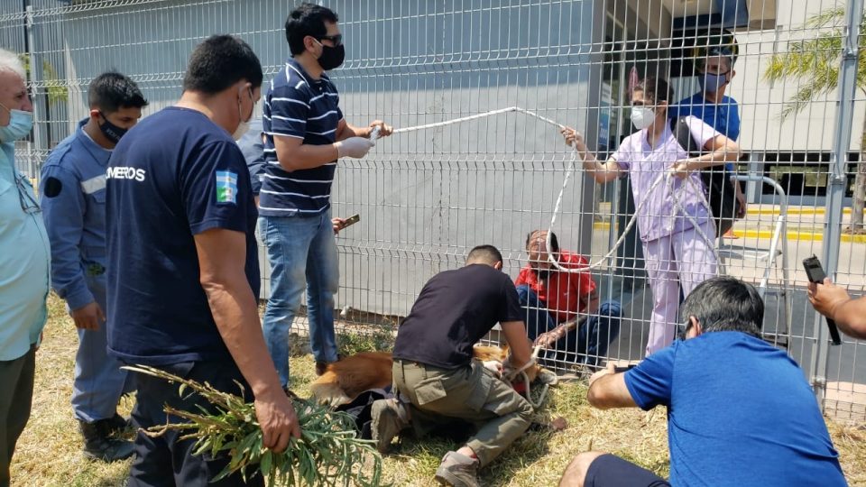 Un aguará guazú logró escapar de los incendios y terminó en un shopping