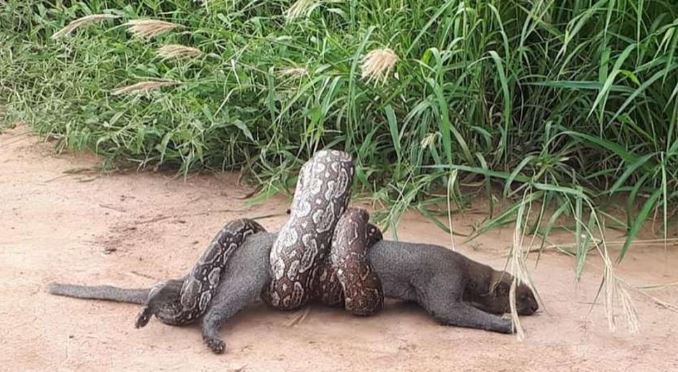 Lograron salvar (de milagro) a un puma del agresivo ataque de una boa