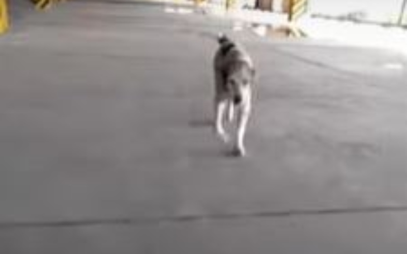 Un hombre se reencontró con su perro y protagonizaron un emocionante momento