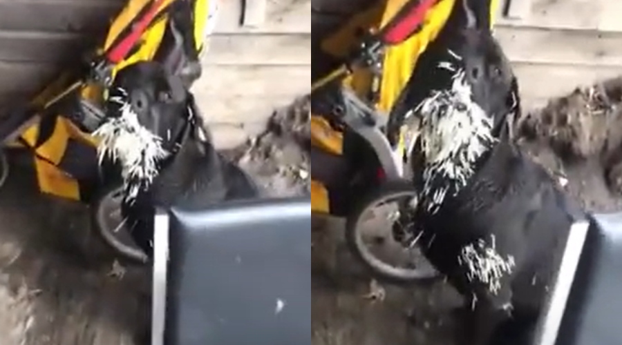 Un puercoespín atacó a un perro y le dejó 500 púas clavadas en el rostro