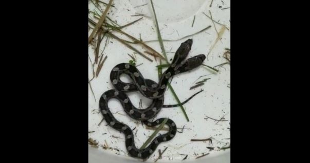 Limpiaba su casa y descubrió una serpiente de dos cabezas: “No podía creerlo”