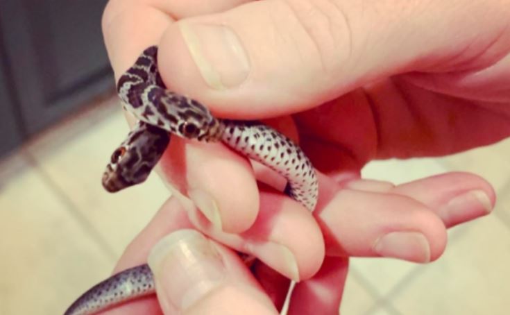 Capturó a una serpiente de dos cabezas y se la llevó a sus dueños