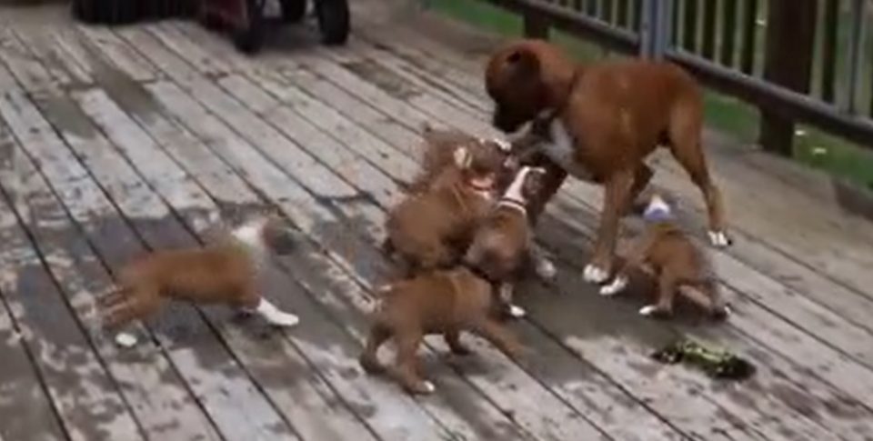 Video: la invasión más tierna imposible de unos cachorritos a su padre al pensar que era su mamá