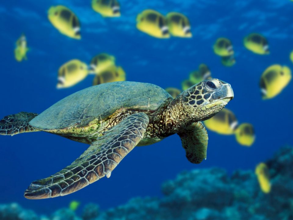 Un joven obligó a fumar marihuana a una tortuga marina