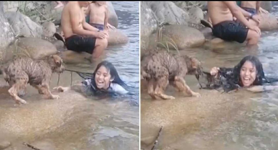 Un perro creyó que su dueña se ahogaba y la salvó heroicamente