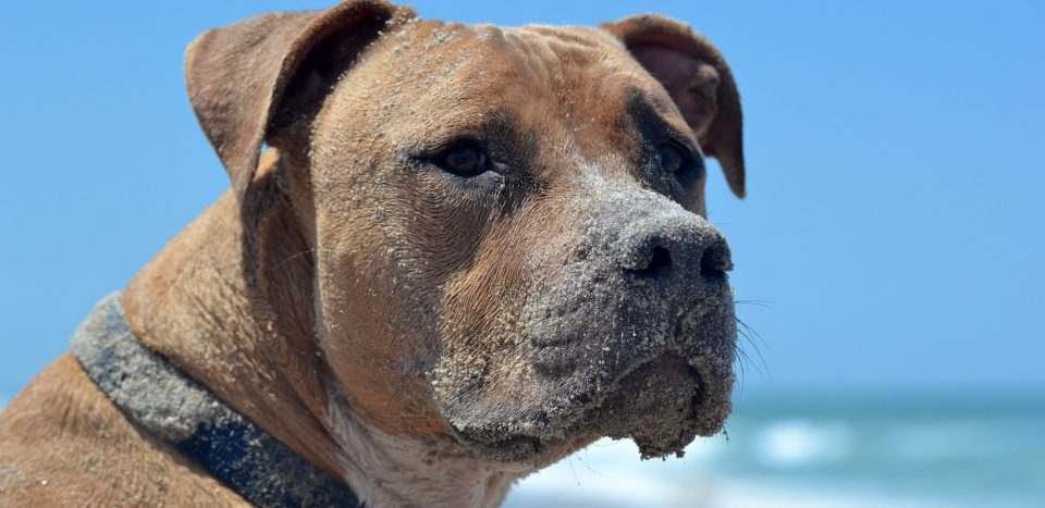 Un perro se metió en el mar para pelear cara a cara con un tiburón